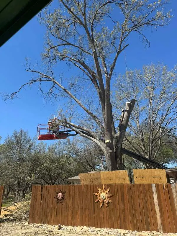Bucket crew sectionalizing a large tree beside a Brownwood home