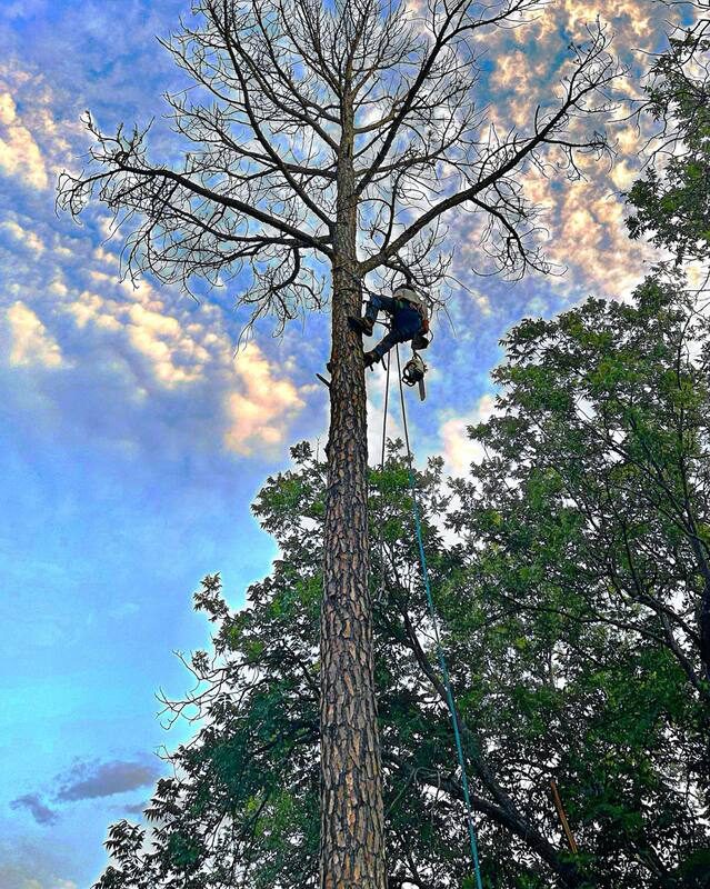 SC Tree Service climber roped into the top of a tall pine, working the bare crown high above the surrounding oaks